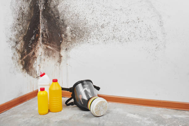 Best Commercial Mold Removal  in Pasadena, MD