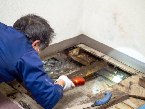 Best Crawl Space Mold Removal  in Pasadena, MD