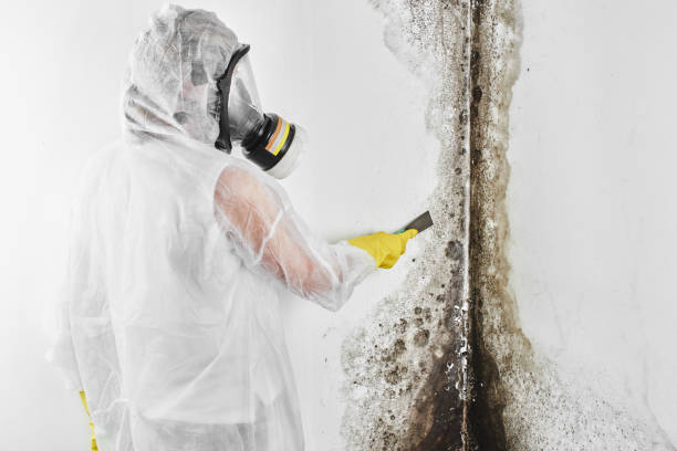 Best Toxic Mold Removal  in Pasadena, MD
