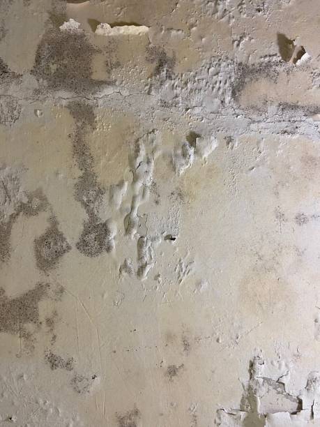 Best Same-Day Mold Removal  in Pasadena, MD