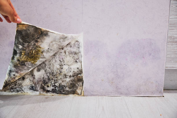 Best Fast Mold Removal  in Pasadena, MD